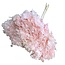 Preserved Hydrangea | Colour: Light pink | Hydrangea Dried Flowers | Length ± 70 centimetre | Per stem