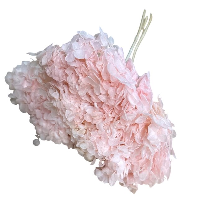 Preserved Hydrangea | Colour: Light pink | Hydrangea Dried Flowers | Length ± 70 centimetre | Per stem