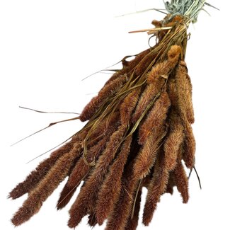 Dutch Dried Getrocknete Setaria | Farbe: Orange Braun | Setarea Trockenblumen | Länge ± 70 centimeter | Gewicht 150 gram | Pro Bund