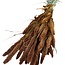Dried Setaria | Colour: Orange Brown | Setarea Droogbloemen | Length ± 70 centimeter | Weight 150 gram | Per bunch