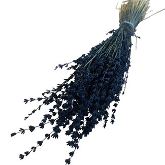 Dutch Dried Getrockneter Lavendel | Farbe: Dunkelblau | Lavendel Trockenblumen | Länge ± 50 centimeter | Gewicht 100 gram | Pro Bund