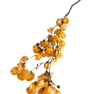 Dutch Dried Getrocknete Bougainvillea | Farbe: Orange | Länge ± 45 Zentimeter | Pro Zweig