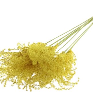 QC Dried Miscanthus Plumes | Colour: Yellow | Miscanthus Dried Flowers | Length ± 70 centimetres | 10 plumes per bunch | Per bunch