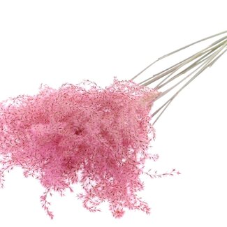 QC Getrocknete Chinaschilfwedel | Farbe: Hellrosa | Miscanthus-Trockenblumen | Länge ± 70 Zentimeter | 10 Wedel pro Bund | Pro Bund