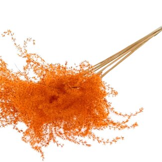 QC Getrocknete Miscanthuswedel | Farbe: Orange | Miscanthus-Trockenblumen | Länge ± 70 Zentimeter | 10 Wedel pro Bund | Pro Bund