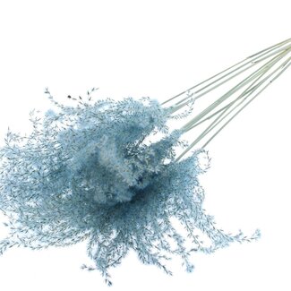 QC Getrocknete Chinaschilf-Rispen | Farbe: Hellblau | Miscanthus-Trockenblumen | Länge ± 70 Zentimeter | 10 Rispen pro Bund | Pro Bund