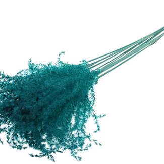 QC Getrocknete Chinaschilf-Rispen | Farbe: Türkis | Miscanthus-Trockenblumen | Länge ± 70 Zentimeter | 10 Rispen pro Bund | Pro Bund