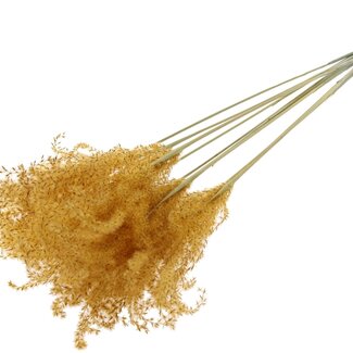 QC Dried Miscanthus Plumes | Colour: Apricot | Miscanthus Dried Flowers | Length ± 70 centimetres | 10 plumes per bunch | Per bunch