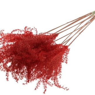 QC Dried Miscanthus Plumes | Colour: Red | Miscanthus Dried Flowers | Length ± 70 centimetres | 10 plumes per bunch | Per bunch