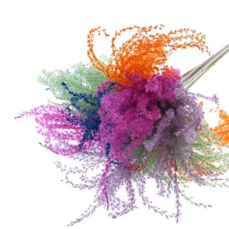 QC Getrocknete Chinaschilf-Rispen “Neon Dusk” | Farbe: Gemischte Farben | Miscanthus-Trockenblumen | Länge ± 70 Zentimeter | 10 Rispen pro Bund | Pro Bund