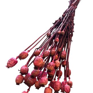 Casa Alegria Getrocknete Schlafmohnkapsel | Farbe: Fuchsia | Papaver Somniferum Trockenblumen | Länge ± 60 Zentimeter | Gewicht 100 Gramm | Pro Bund