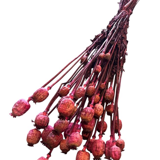 Getrocknete Schlafmohnkapsel | Farbe: Fuchsia | Papaver Somniferum Trockenblumen | Länge ± 60 Zentimeter | Gewicht 100 Gramm | Pro Bund