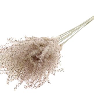 QC Getrocknete Miscanthuswedel | Farbe: Natur | Miscanthus-Trockenblumen | Länge ± 70 Zentimeter | 10 Wedel pro Bund | Pro Bund