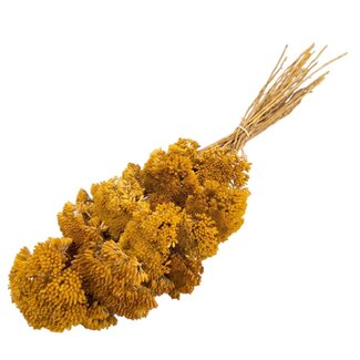 Casa Alegria Getrocknete Achillea Filipendulina | Farbe: Gelb | Achillea-Trockenblumen | Länge ± 65 Zentimeter | 12 Stiele pro Bund | Pro Bund