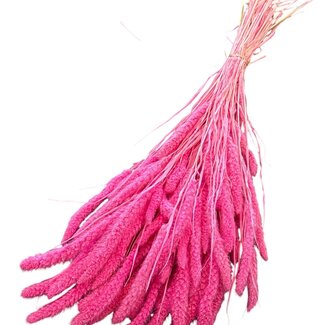 Casa Alegria Getrocknete gebleichte Setaria | Farbe: Rosa | Setarea Trockenblumen | Länge ± 60 Zentimeter | Gewicht 150 Gramm | Pro Bund