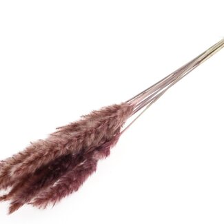 QC Getrocknete Fluffy-Pampaswedel | Farbe: Rosa | Länge ± 70 Zentimeter | 10 Wedel pro Bund | Pro Bund
