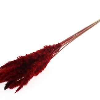 QC Getrocknete fluffige Pampasfedern | Farbe: Rot | Länge ± 70 Zentimeter | 10 Federn pro Bund | Pro Bund