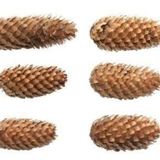 HBXD Pine cone “Spruce” | Colour: Brown | Christmas decoration | Weight 5 kilos | Per bag