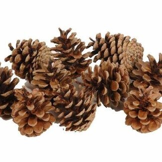 HBXD Pine cone “Austrian” | Colour: Brown | Christmas decoration | Weight 10 kilos | Per bag