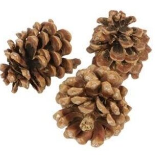 HBXD Pine cone “Pinea” | Colour: Brown | Christmas decoration | Length 9 -12 centimetres | Per 100 pine cones