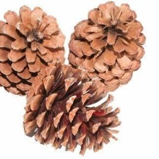 HBXD Pine cone “Maritima” | Colour: Brown | Christmas decoration | Length 10 - 12 centimetres | Per 100 pine cones