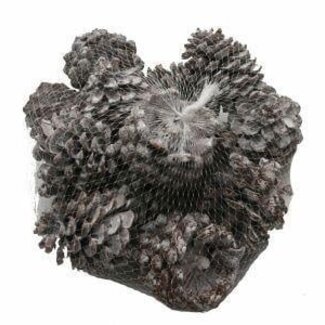 HBXD Pine cone “Pinea” | Colour: Natural White | Christmas decoration | Length 9 - 12 centimetres | Per 100 pine cones