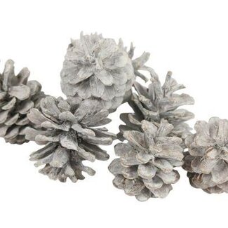 HBXD Pine cone “Austrian” | Colour: Natural White | Christmas decoration | Weight 5 kilos | Per bag