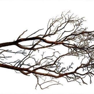 HBXD Decorative Branch “Manzanita” | Colour: Brown | Dried Decoration | Length  90 centimetres | Per branch