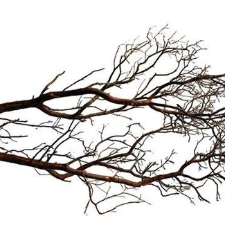 HBXD Decorative Branch “Manzanita” | Colour: Brown | Dried Decoration | Length  180 centimetres | Per branch