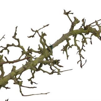 HBXD Decorative Branch “Pear” | Colour: Brown | Dried decoration | Length 200 centimetres | Per branch
