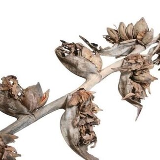 HBXD Decorative Branch “Sororoca” | 5 heads per branch | Colour: Brown | Dried decoration | Length 175 centimetres  | Per branch