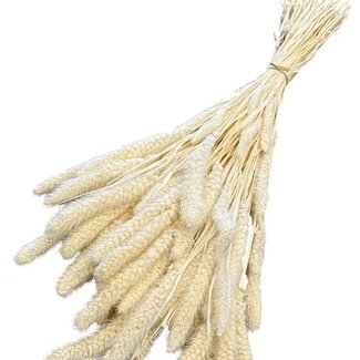 Casa Alegria Dried Bleached Setaria | Colour: White | Setaria Dried Flowers | Length ± 60 centimetres | Weight 150 grams | Per bunch
