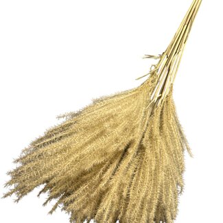Dutch Dried Dried Miscanthus | Colour: Natural | Miscanthus Dried Flowers | Length ± 70 centimetres | 10 stems per bunch | Per bunch