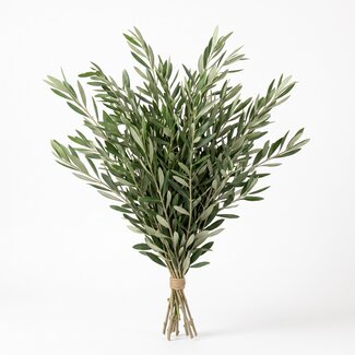 Freshy Fresh Olive Branches from Italy | Colour: Natural Green | Fresh Flowers | Length ± 70 centimetre | Weight ± 350 gram | Per bunch