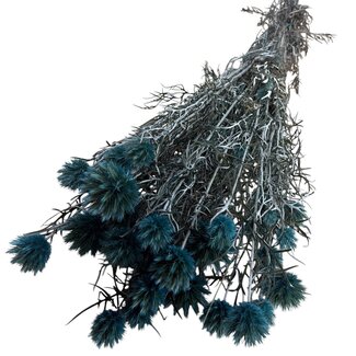 Casa Alegria Light blue Preserved Echinops XL | Dried Globe Thistles | Length ± 60 centimetre | Weight 250 gram | Per 10 stems
