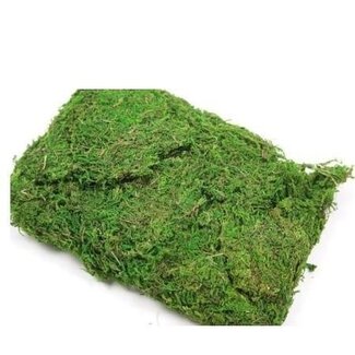 4A Green Moss Dry decor | Weight 250 gram | Per bag