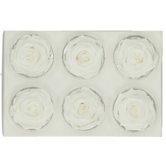 4A Preserved Rose | Colour: Natural White | Diameter 6 centimeter | Per 6 roses