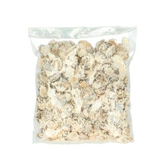 4A Halliotes Pulcherima Shells | Colour: Cream-coloured | Contents 500 gram | Per bag