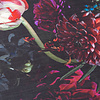 Blommig Matta - Florine Svart/Rosa - thumbnail 3