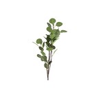 Countryfield Eucalyptus groen-L17B17H90CM