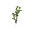 Countryfield Eucalyptus groen-L17B17H90CM