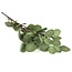 Countryfield Eucalyptus groen-L17B17H90CM