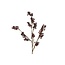 Countryfield Callicarpa rood-L2B10H69CM