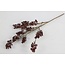 Countryfield Callicarpa rood-L2B10H69CM