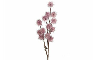 Countryfield Allium ursinum lila L13B13H68CM