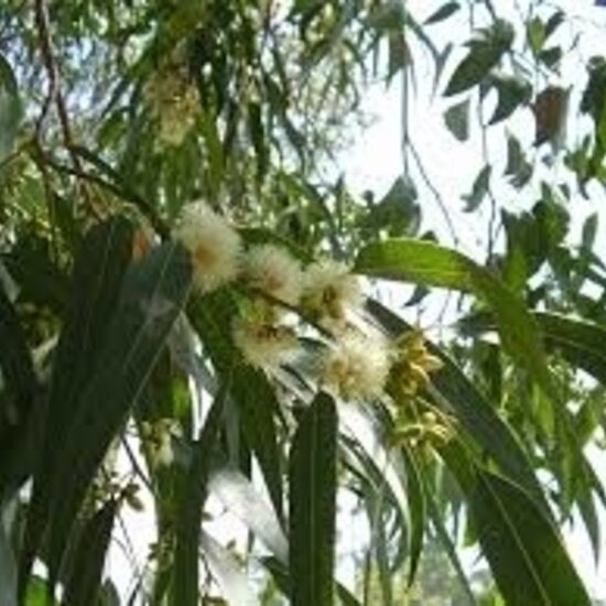 Huchem Allzweckreiniger Eukalyptus | 5L | Topqualität | Frischer Duft