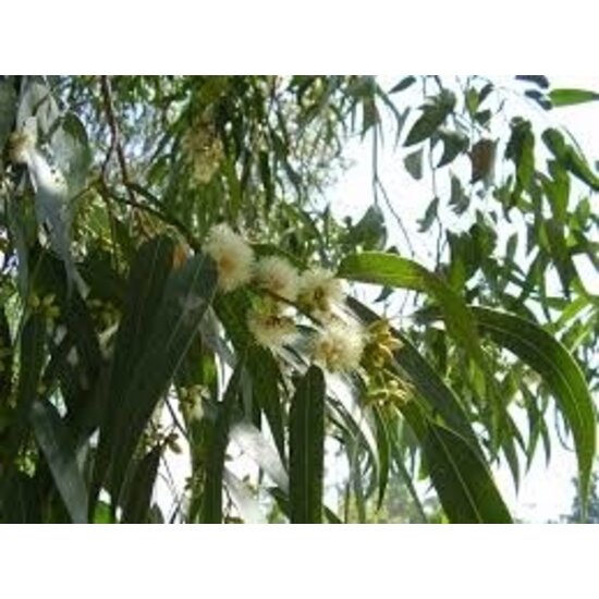Huchem Allzweckreiniger Eukalyptus | 5L | Topqualität | Frischer Duft