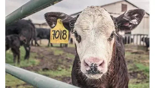 Landwirtschaft & Tierhaltung