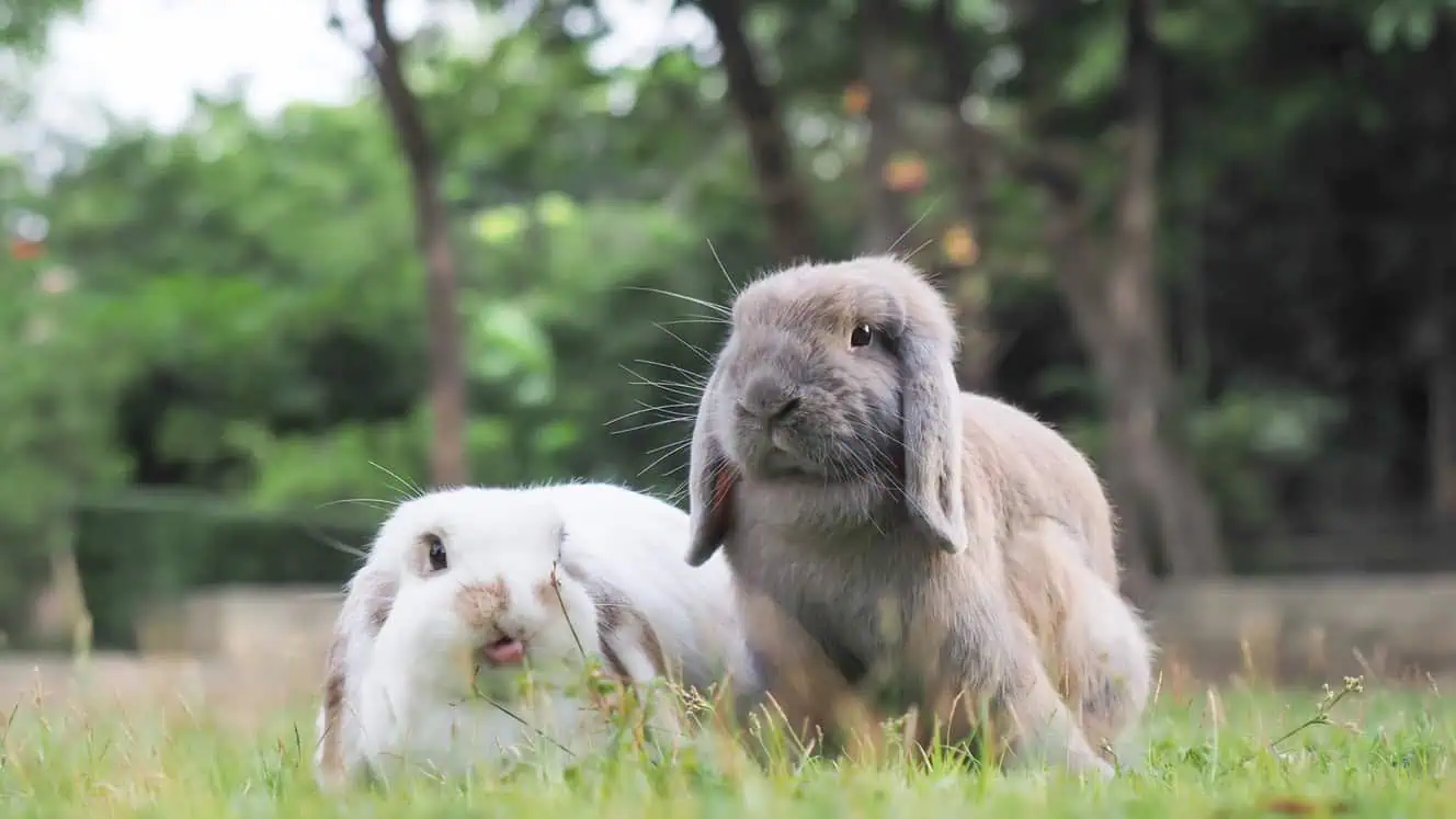 Mini Lop Hangoor Dwergkonijnen