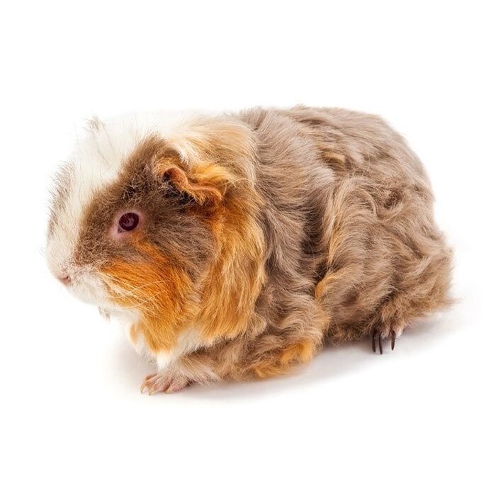 Merino
